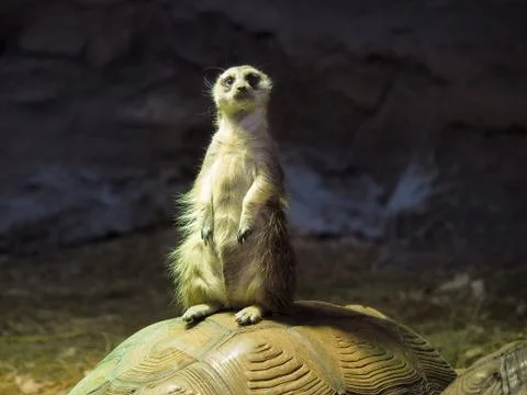 Cute meerkat standing on the shell of a turtle Stock Photos