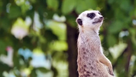 Cute meerkat standing upright looking around in the wild Stock Footage 340079742
