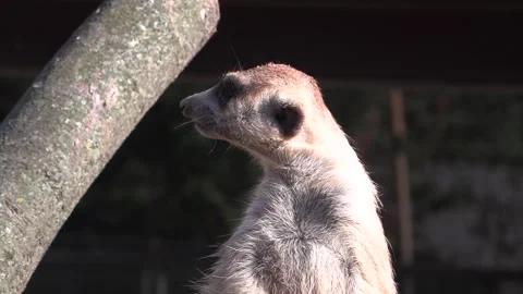 A cute meerkat at the zoo. Stock Footage 291814865