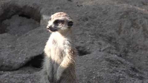 A cute meerkat at the zoo. Stock Footage 291815353