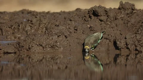 A cute Meyer's parrot having a drink at a waterhole. Stock-Footage 314259152