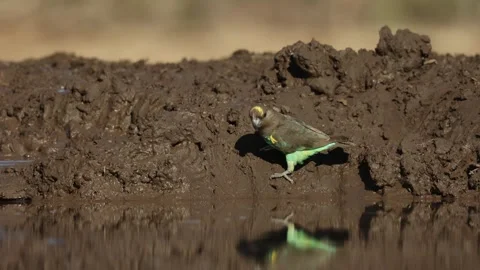 A cute Meyer's parrot walking down the muddy edge of a waterhole for a drink. Stock-Footage 314258811