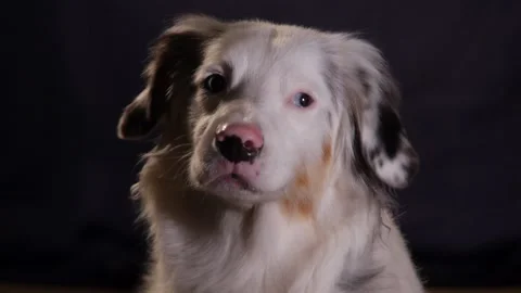 Cute Mini Australian Shepherd Dramatic Portrait, Head Tilt, Barking Stock Footage 204831173
