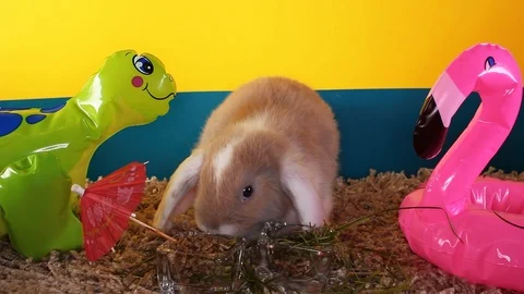 Cute mini bunny lop rabbit funny cute white ear bun short video Stock Footage 104325512