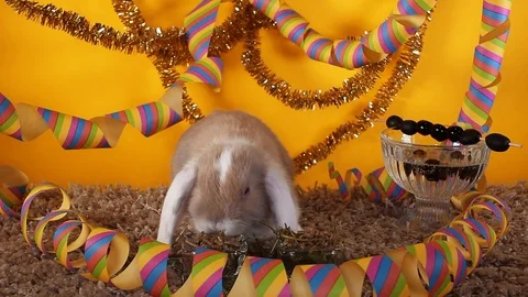 Cute mini bunny lop rabbit funny cute white ear bun short video Stock Footage 104325642