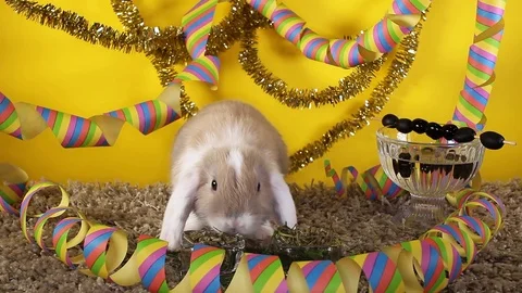 Cute mini bunny lop rabbit funny cute white ear bun short video Stock Footage 104325779