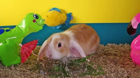 Cute mini bunny lop rabbit funny cute white ear bun short video Stock Footage 104334787