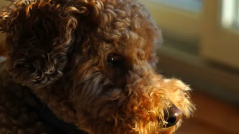 Cute Mini Goldendoodle Sitting in 4K Vídeos de archivo 152782157