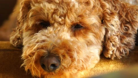 Cute Mini Goldendoodle Sleeping in 4K Vídeos de archivo 152782148