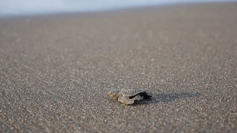 Cute mini turtle walking on black sand beach towards the ocean Stock Footage 129406538