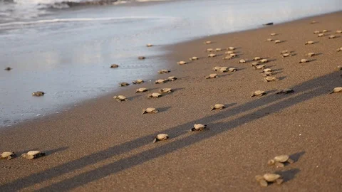 Cute mini turtles walking on the beach towards the ocean Stock Footage 129259274