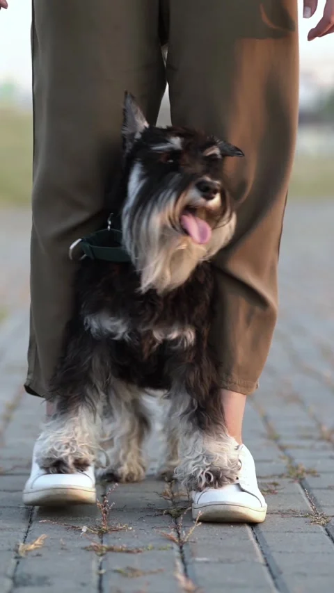 Cute miniature schnauzer stands with paws on owner's legs as they walk together  Stock-Footage 342570588