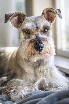 Cute miniature schnauzer by the window. Stock Photos