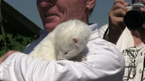 Cute mink in hand Stock Footage 39963912