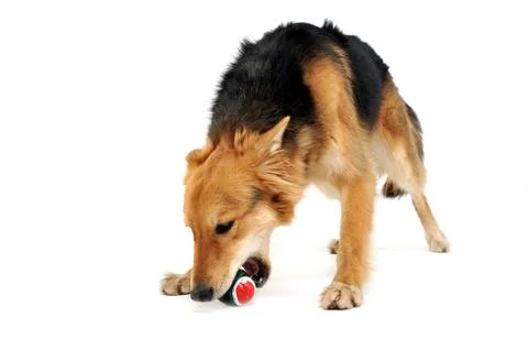Cute mixed breed dog bite a ball in white studio Foto stock