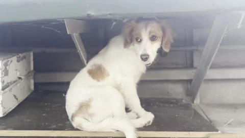 Cute Mixed Breed Dog Hiding Under Seat in Cozy Interior Space Vídeos de archivo 342030889