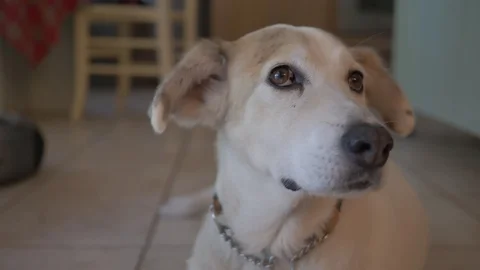 Cute mixed-breed dog lying on the floor, looking around the room. Stock Footage 116052088