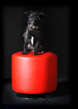 Cute mixed breed dog Stock Photos