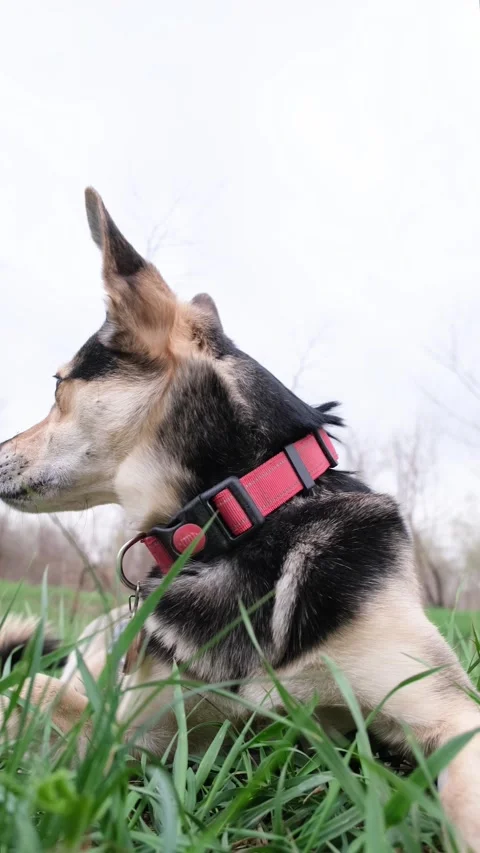 Cute mixed breed dog with red collar eating spring grass enjoying the walk Vidéo 271436039