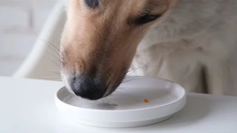 Cute mixed breed dog sitting at the table at home and eating food from the plate Stock Footage 236452189