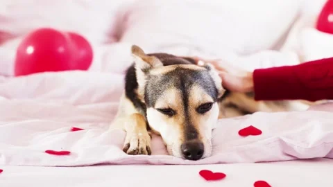 Cute mixed breed dog sleeping on the bed decorated for Valentines Day Stock Footage 146121452