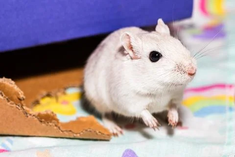 Cute Mongolian gerbil posing Stock Photos
