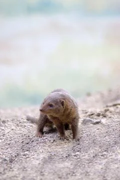 Cute Mongoose Stock Photos