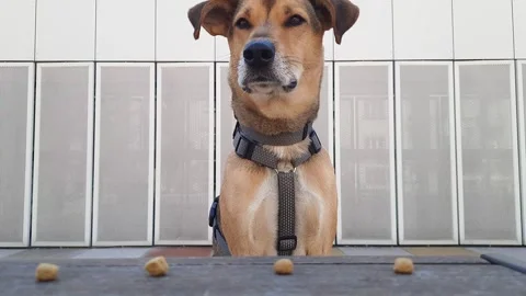 Cute mongrel dog is salivating. Stock Footage 246640013