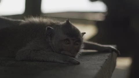 Cute monkey, Bali Stock Photos