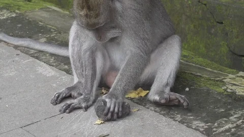 Cute Monkey Bangs Rock in Slow Motion Stock Footage 106037950