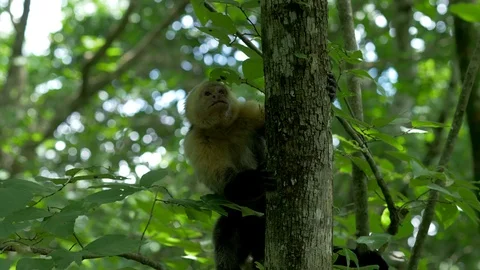 Cute Monkey Climbs up Tree Video stock 116989485