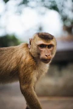 Cute monkey close up in monkey mountain, Phuket Foto stock