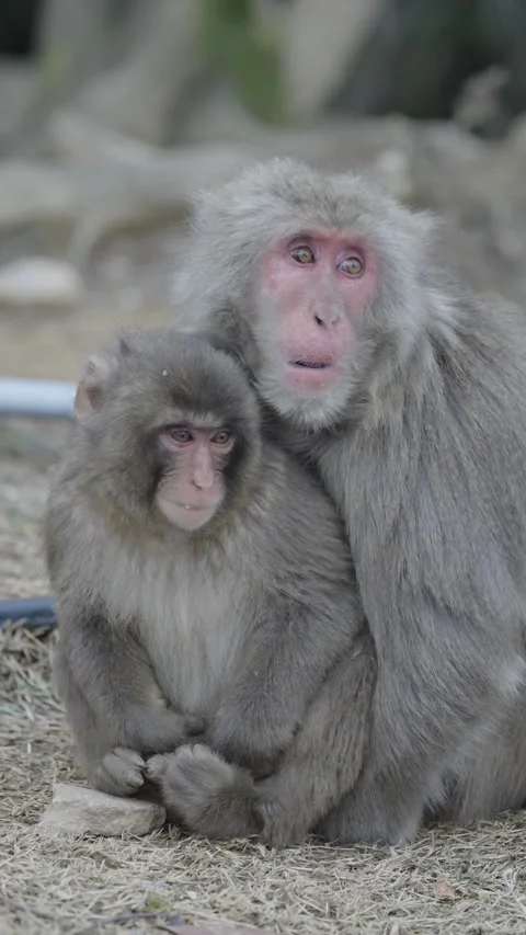 Cute monkey eating branches in its national habitat Stock Footage 281183402