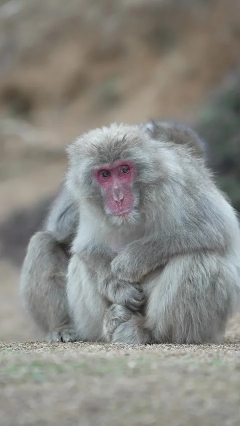 Cute monkey eating branches in its national habitat Stock Footage 281183416