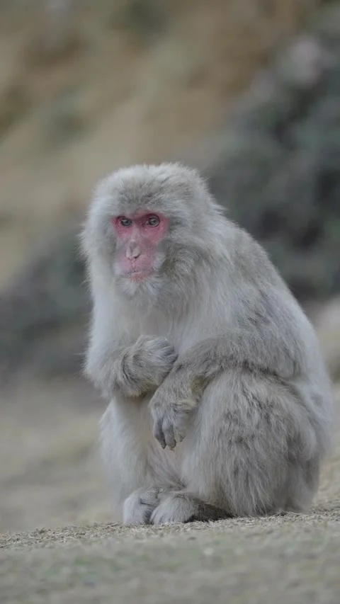 Cute monkey eating branches in its national habitat Stock Footage 281183423