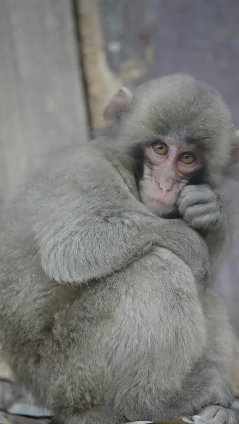 Cute monkey eating branches in its national habitat Stock Footage 281183435