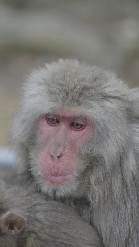 Cute monkey eating branches in its national habitat Stock Footage 281183455