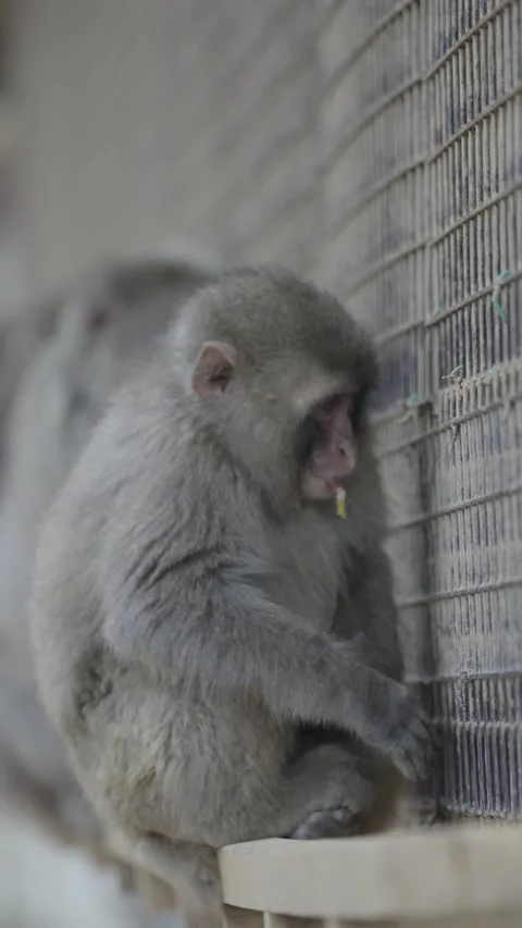 Cute monkey eating branches in its national habitat Stock Footage 281183488