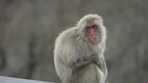 Cute monkey eating branches in its national habitat Stock Footage 281183515