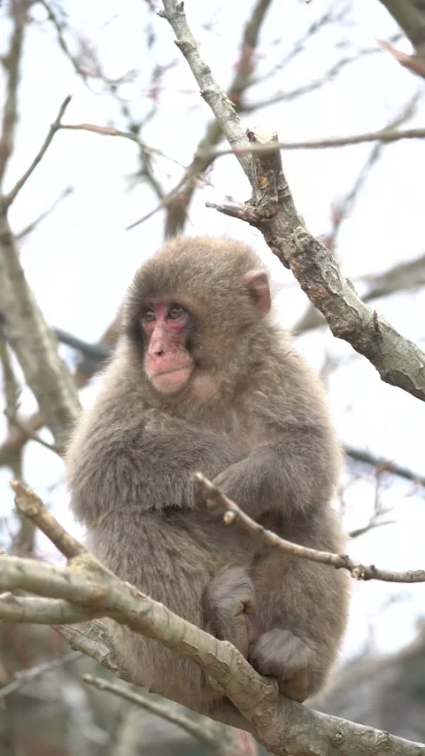 Cute monkey eating branches in its national habitat Stock Footage 281183531