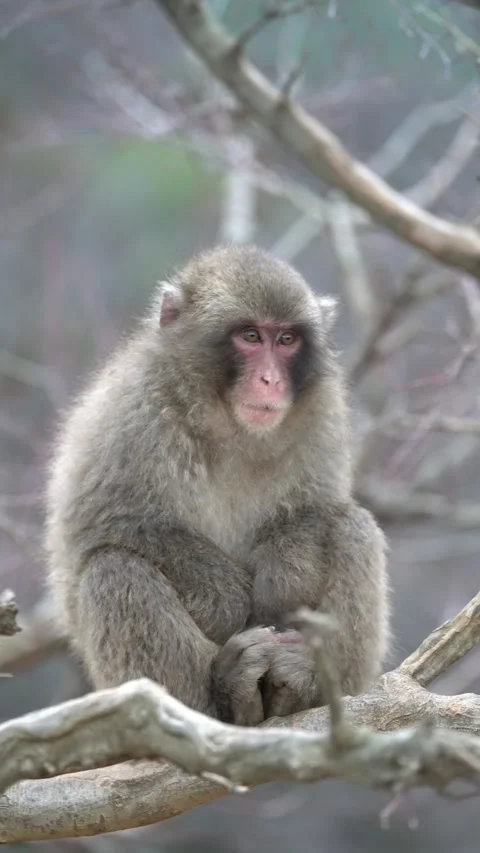 Cute monkey eating branches in its national habitat Stock Footage 281183551