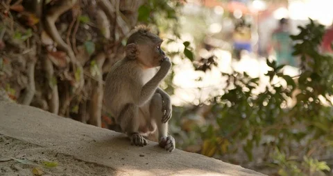 Cute monkey eating something, Bali, Indonesia, 4k Stock Footage 122202094