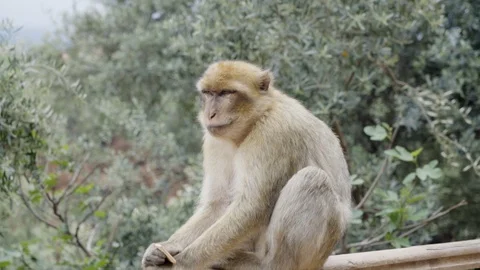 Cute monkey eating while sitting on a railing Video stock 100272096