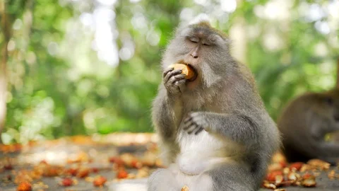 A cute monkey that is enthusiastically chewing. Feeding monkeys Stock Footage 128364410