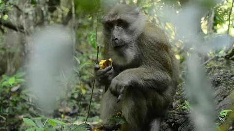 Cute monkey in forest ,Thailand Stock Footage 101131964