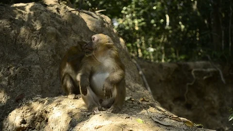 Cute monkey in forest ,Thailand Stock Footage 101132096