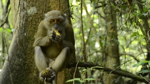 Cute monkey in forest ,Thailand Stock Footage 101132121