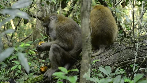 Cute monkey in forest ,Thailand Stock Footage 101132172