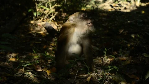 Cute monkey in forest ,Thailand Stock Footage 101132333