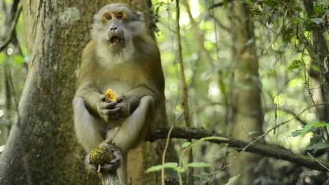 Cute monkey in forest ,Thailand Stock Footage 101132409